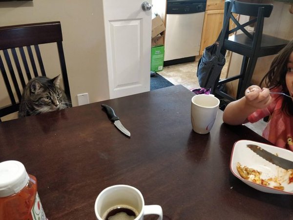 Pets Staring At Food (33 pics)