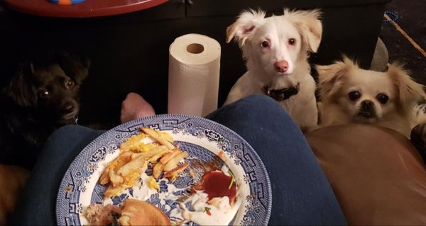 Pets Staring At Food (33 pics)