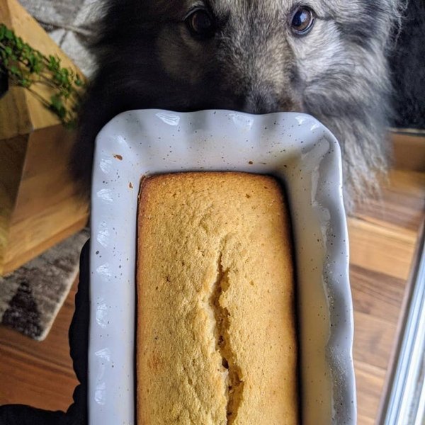 Pets Staring At Food (33 pics)