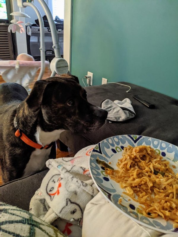 Pets Staring At Food (33 pics)