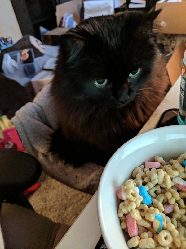Pets Staring At Food (33 pics)