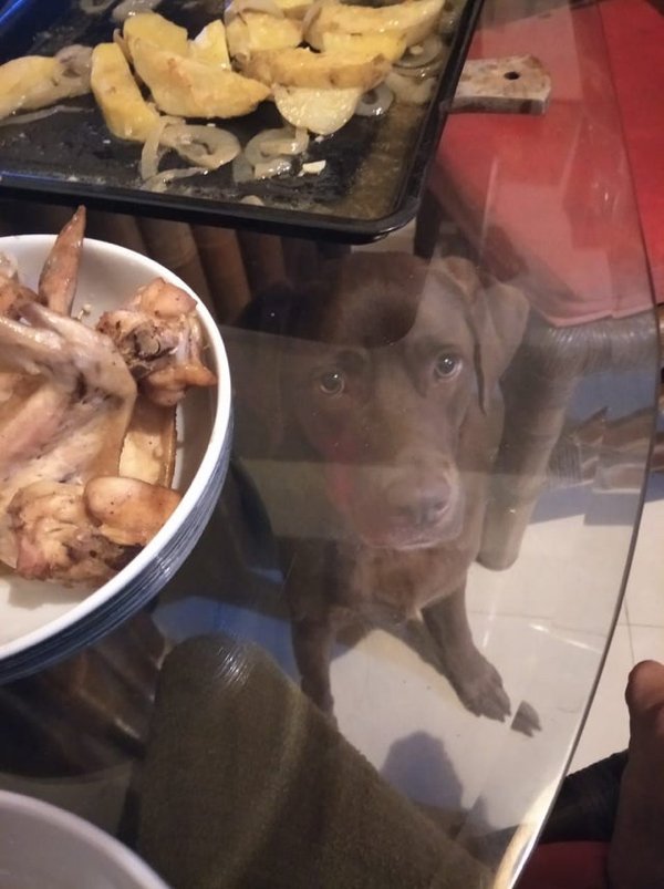Pets Staring At Food (33 pics)