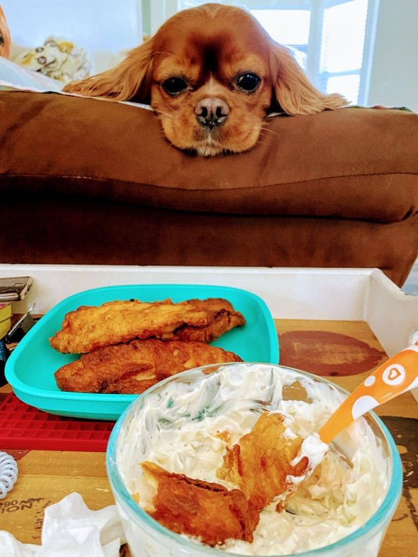 Pets Staring At Food (33 pics)