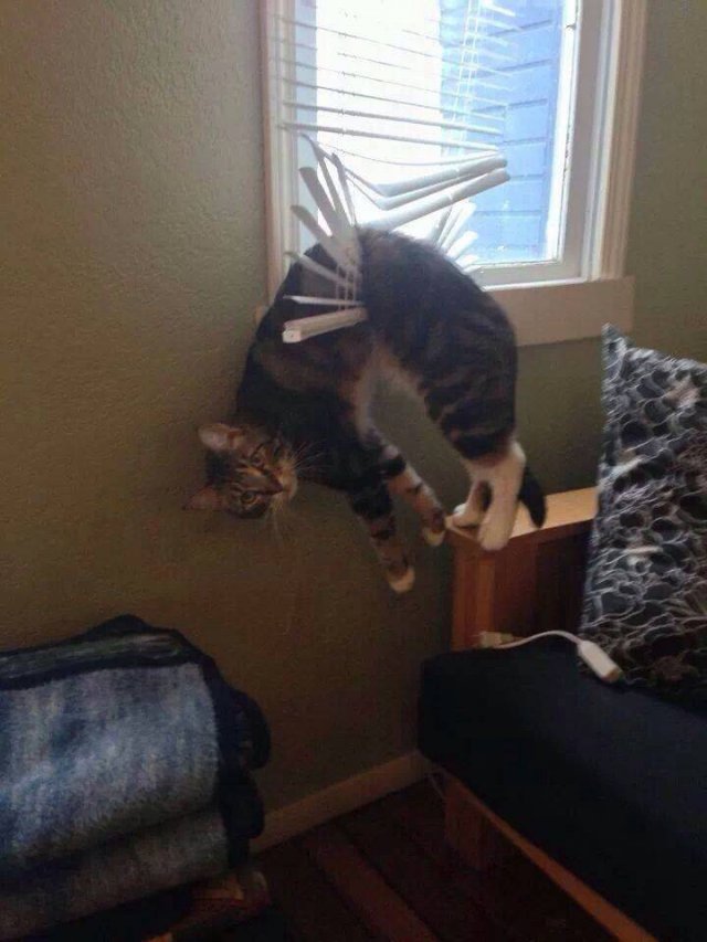 Acid Picdump. Part 1 (95 pics)