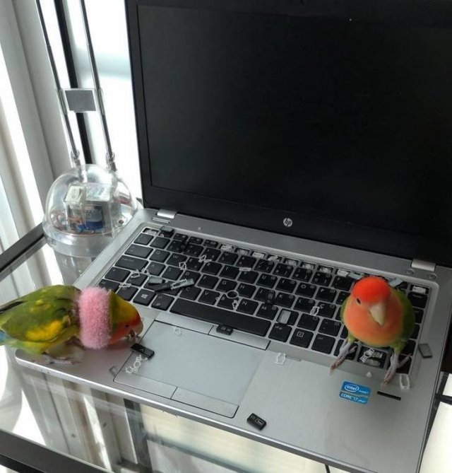 Marriage Pranks (20 pics)