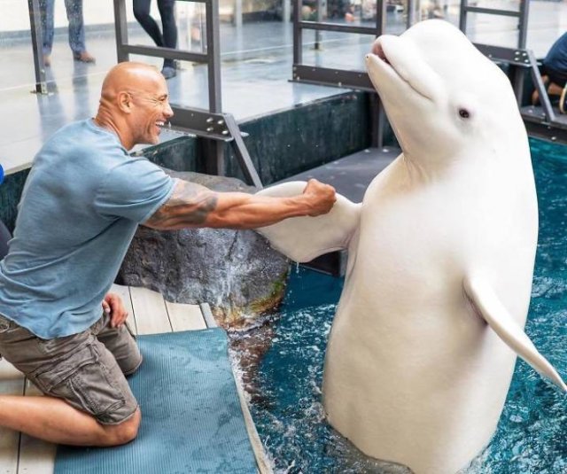 Dwayne Johnson Pictures (28 pics) Dwayne Johnson Pictures (28 pics)