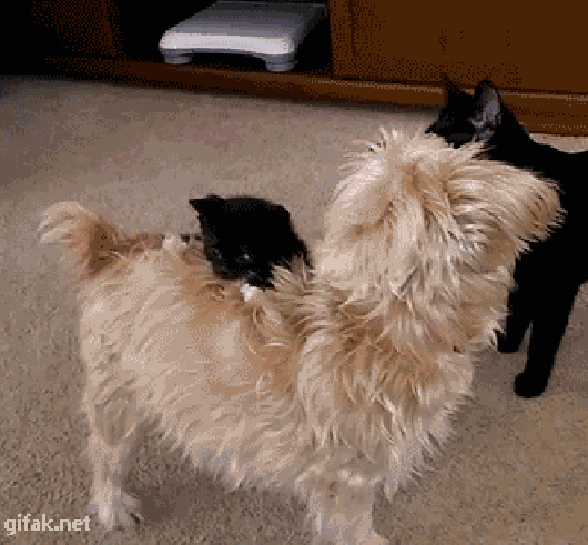 Fails (12 gifs)