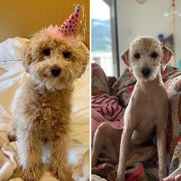 Dog Quarantine Haircuts Made By Their Owners (34 pics)