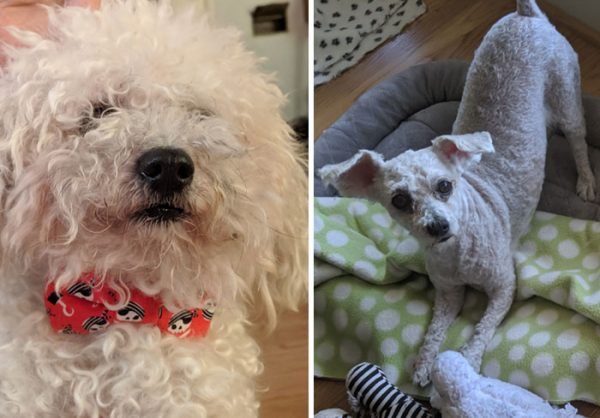 Dog Quarantine Haircuts Made By Their Owners (34 pics)