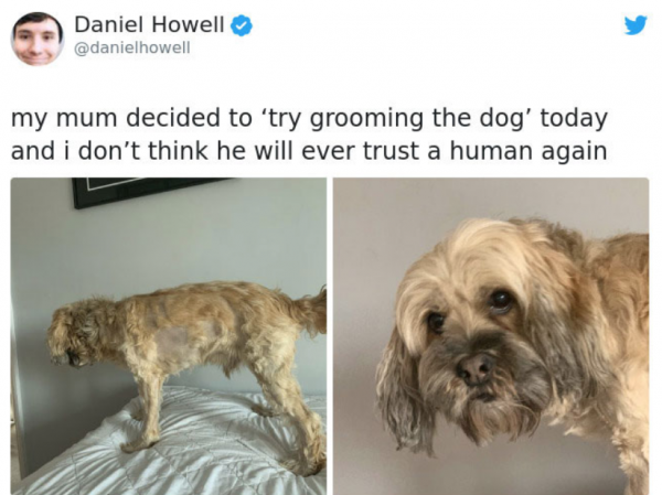 Dog Quarantine Haircuts Made By Their Owners (34 pics)