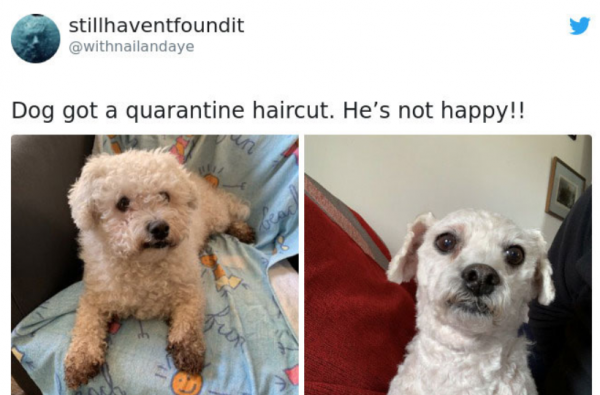 Dog Quarantine Haircuts Made By Their Owners (34 pics)