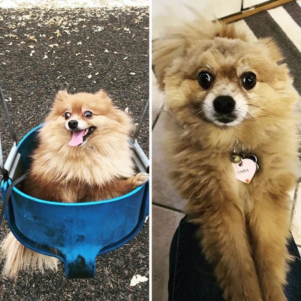 Dog Quarantine Haircuts Made By Their Owners (34 pics)