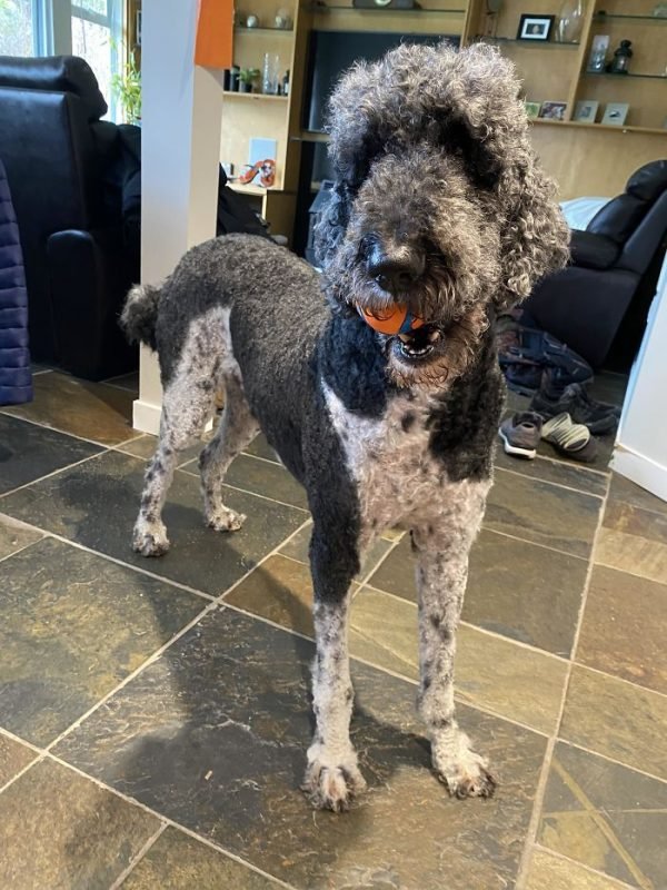 Dog Quarantine Haircuts Made By Their Owners (34 pics)