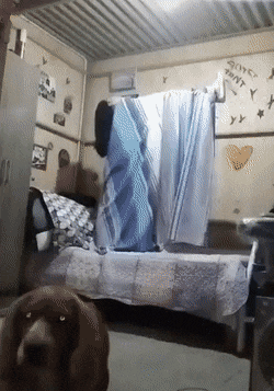 Acid Gifdump, May 5 (25 gifs)