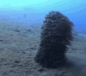 Acid Gifdump, May 5 (25 gifs)