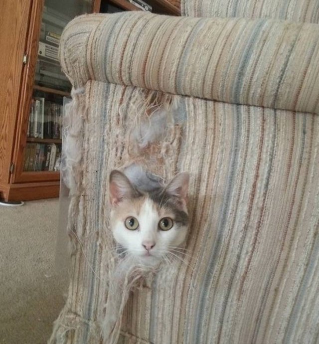 Living With Pets And Children (18 pics) Living With Pets And Children (18 pics)