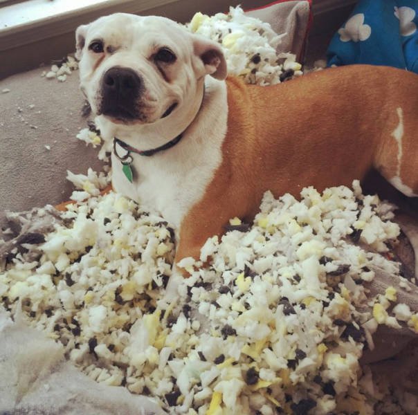 Living With Pets And Children (18 pics) Living With Pets And Children (18 pics)