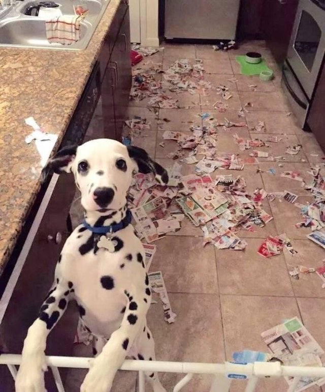 Living With Pets And Children (18 pics) Living With Pets And Children (18 pics)