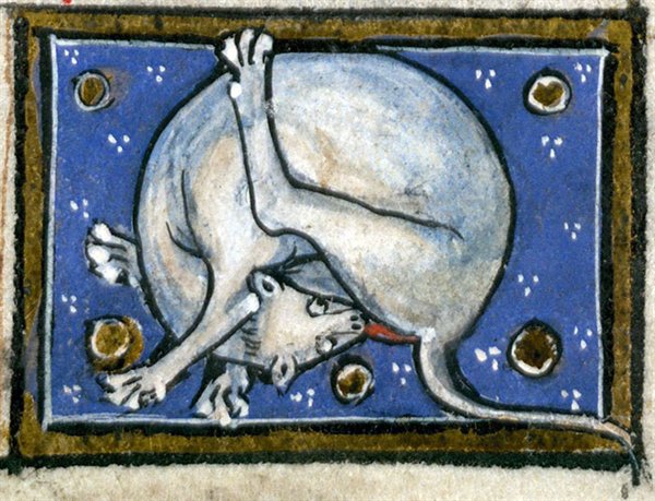 Medieval Cats (23 pics)