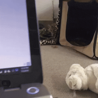 Acid Gifdump, May 6 (25 gifs)