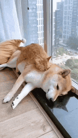 Acid Gifdump, May 6 (25 gifs)