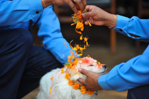 Festival Dogs (20 pics)