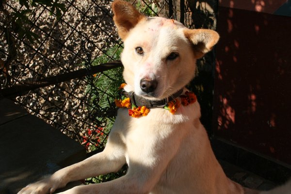 Festival Dogs (20 pics)