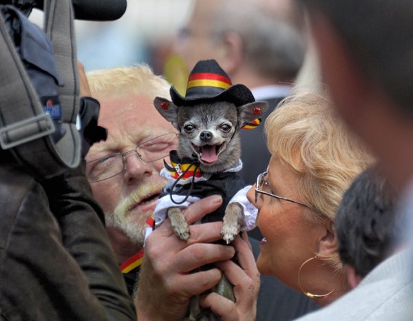 Festival Dogs (20 pics)