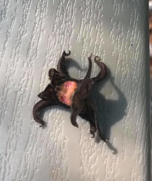 What Are These Things For? (21 pics)