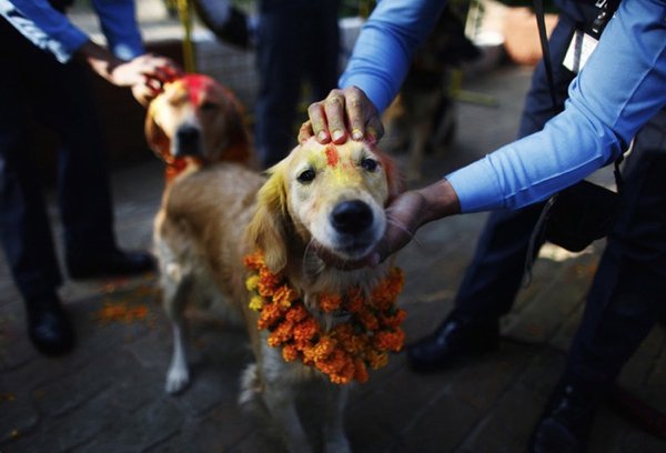 Festival Dogs (20 pics)