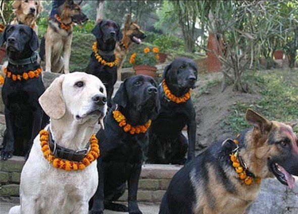 Festival Dogs (20 pics)