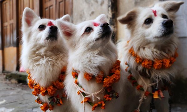 Festival Dogs (20 pics)