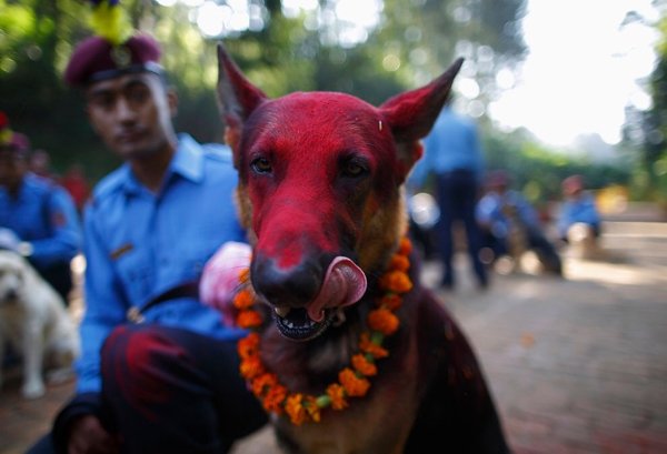 Festival Dogs (20 pics)