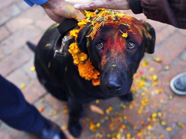 Festival Dogs (20 pics)