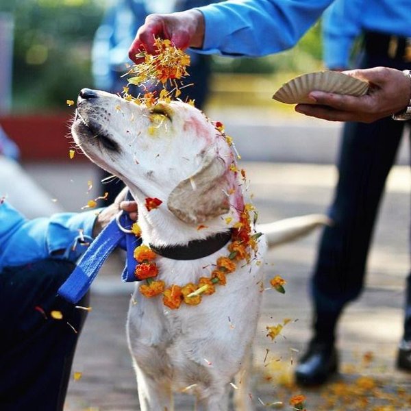 Festival Dogs (20 pics)