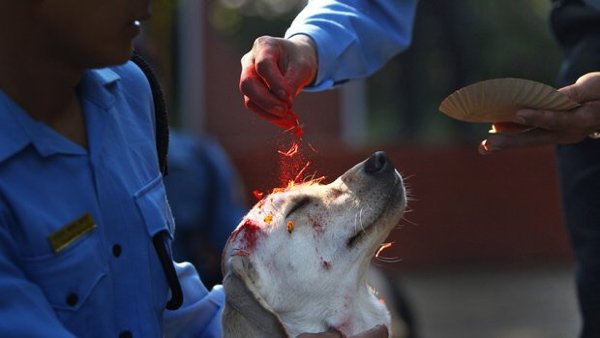 Festival Dogs (20 pics)