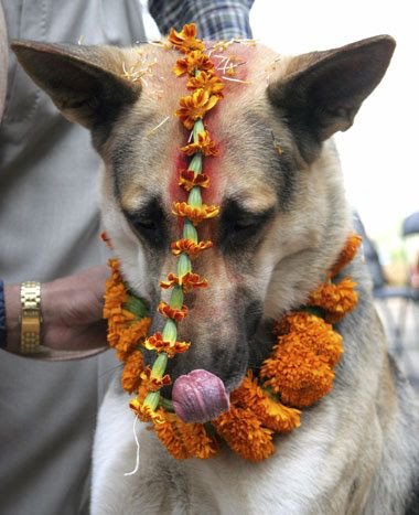 Festival Dogs (20 pics)