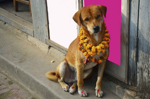 Festival Dogs (20 pics)