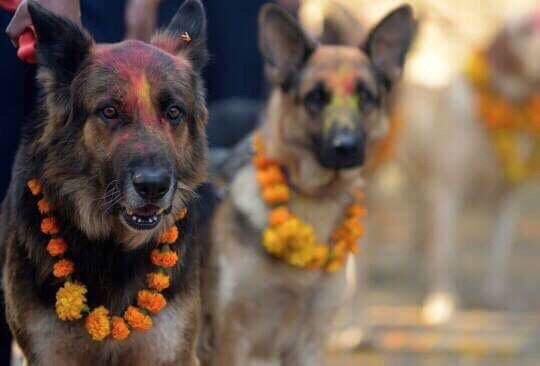 Festival Dogs (20 pics)