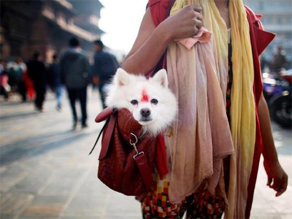 Festival Dogs (20 pics)