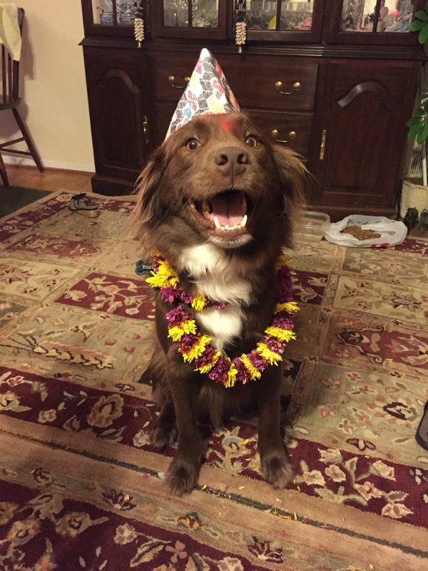 Festival Dogs (20 pics)