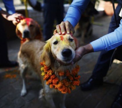 Festival Dogs (20 pics)