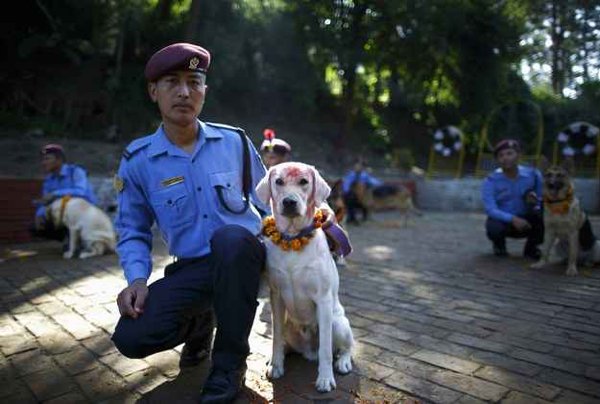 Festival Dogs (20 pics)