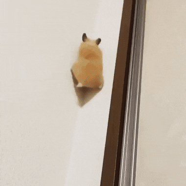 Acid Gifdump, May 8 (25 gifs)