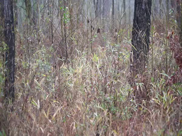 Do You See A Sniper?