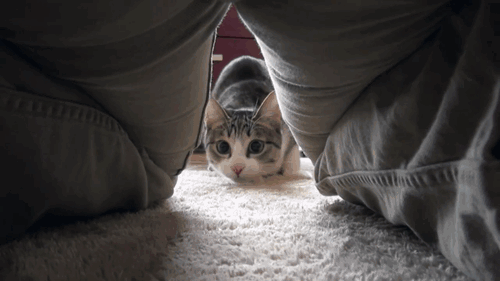 Hilarious Cats (31 pics)