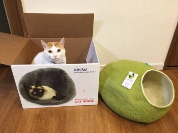 Hilarious Cats (31 pics)