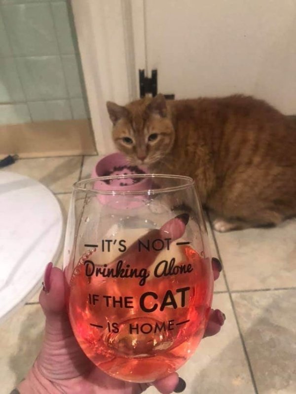 Hilarious Cats (31 pics)