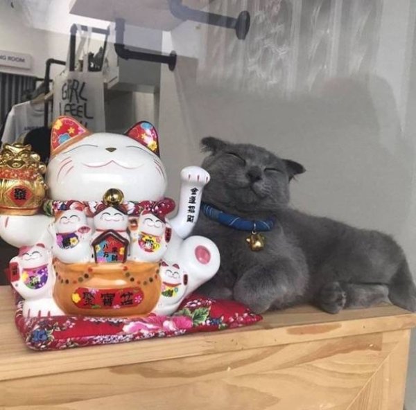 Hilarious Cats (31 pics)