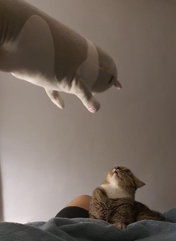 Hilarious Cats (31 pics)